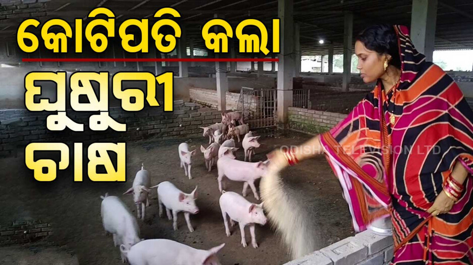 କୋଟିପତି କରାଇଛି ଧଳା ଘୁଷୁରୀ ଚାଷ; ସ୍ୱାବଲମ୍ୱୀ ହେବା ସହ ଉଦାହରଣ ସାଜିଲେ ଝୁନା...