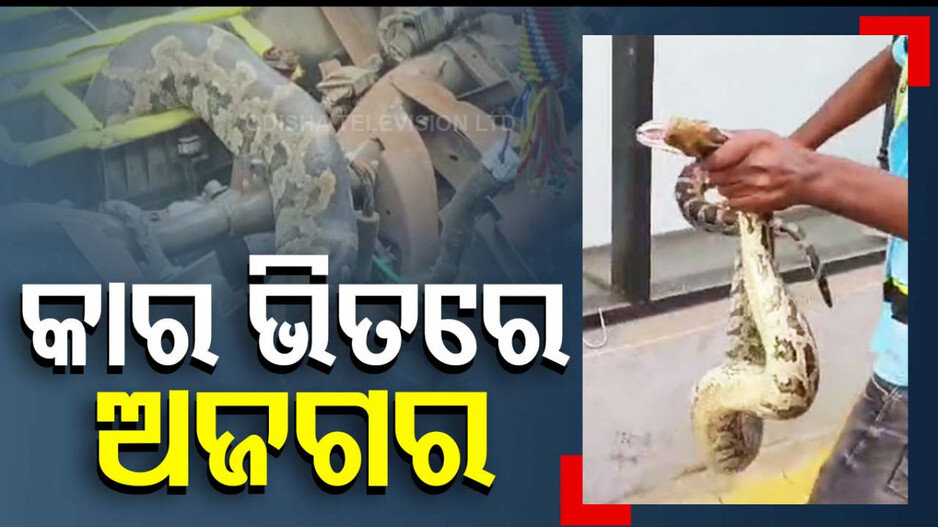 କାର ଭିତରେ ଫସିଲା ବିରାଟ ଅଜଗର, ୫ ଘଣ୍ଟାର ଉଦ୍ୟମ ପରେ ଉଦ୍ଧାର
