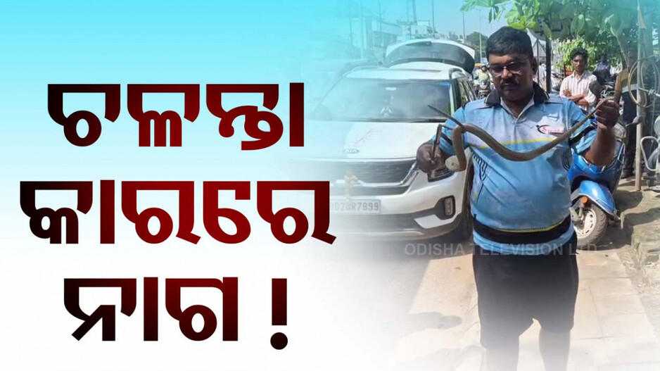 ରବି ଟକିଜ୍ ଛକରେ ଚାଞ୍ଚଲ୍ୟ, ଚଳନ୍ତା କାରରୁ ଖସିଲା ନାଗ