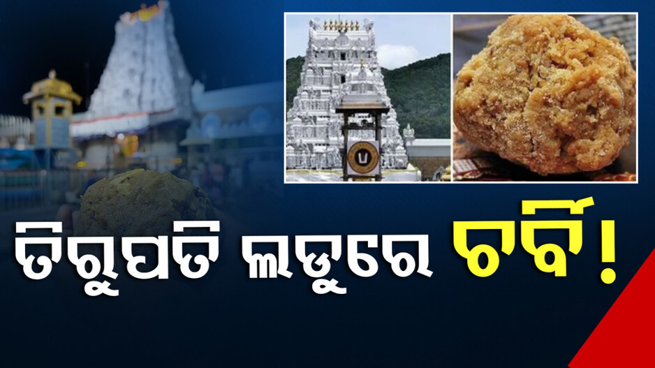 ତିରୁପତି ତିରୁମାଲା ପ୍ରସାଦକୁ ନେଇ ହଇଚଇ: ଲଡୁ ପାଇଁ ବ୍ୟବହୃତ ଘିଅରେ ଚର୍ବି ଅଂଶ ଠାବ !