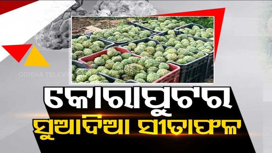 ବଢ଼ିଆଳ: ଚାଷୀ ବିକୁଚନ୍ତି ୨୦୦ରେ ଦୋକାନୀ ବିକୁଛି ୧୦୦୦ !