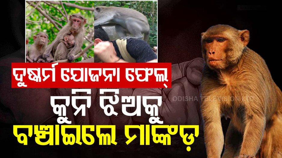 ଶିଶୁକନ୍ୟାକୁ ଦୁଷ୍କର୍ମ ଉଦ୍ୟମ ପଣ୍ଡ; ମାଙ୍କଡ଼ ଆକ୍ରମଣରେ ଅଭିଯୁକ୍ତ ଘାଇଲା
