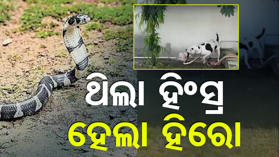 ହିଂସ୍ର 'ପିଟବୁଲ୍‌' ହେଲା ହିରୋ; ଅହିରାଜ ସହ ଲଢି ବଞ୍ଚାଇଲା ପିଲାଙ୍କ ଜୀବନ...ଦେଖନ୍ତୁ ଭିଡିଓ
