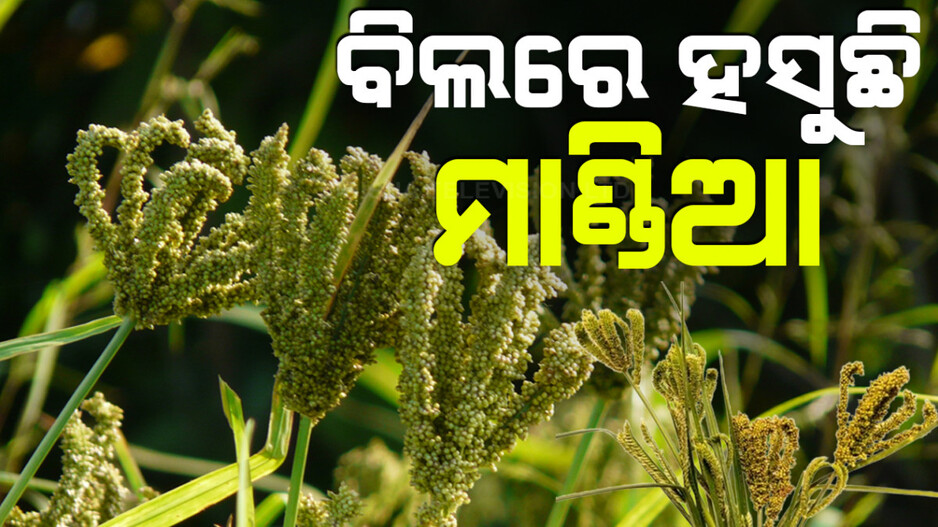 କ୍ଷେତରେ ହସୁଛି ମାଣ୍ଡିଆ