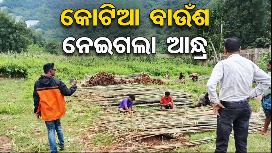 ଜୋର ଜବରଦସ୍ତ ପଶୁଛି ଆନ୍ଧ୍ର, ଜଙ୍ଗଲରୁ କାଟି ନେଉଛି ବାଉଁଶ