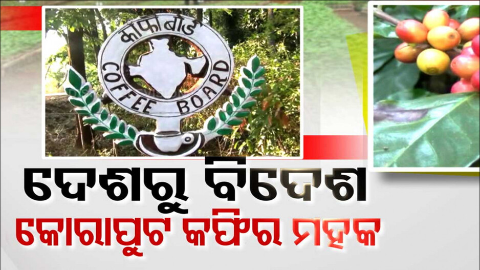 କୋରାପୁଟିଆ କଫି ଏବେ ବ୍ରାଣ୍ଡ ଅଫ୍ ଓଡ଼ିଶା, ହେଲେ ଚାଷୀ ନିରାଶ !