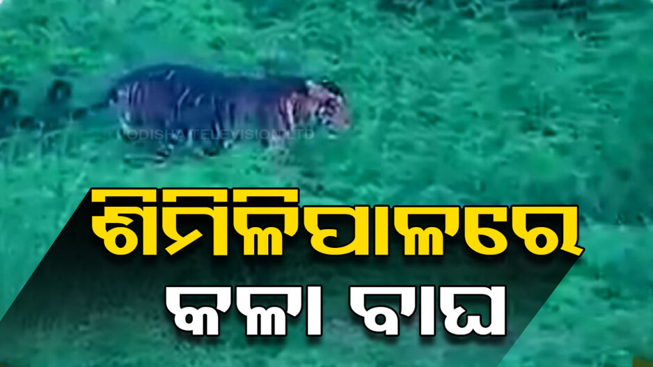 ଶିମିଳିପାଳରେ ବୁଲୁଛି କଳାବାଘ, କ୍ୟାମେରାରେ କଏଦ ହେଲା ଝଲକ୍