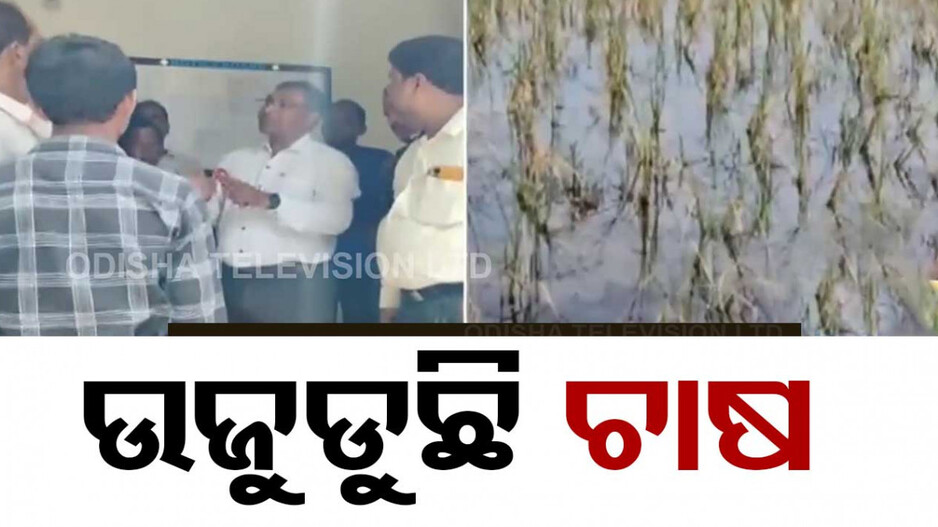 ଚିଙ୍ଗୁଡି ମାଫିଆଙ୍କ କବ୍‌ଜାରେ ଚାଷଜମି, ଲୁଣା ପାଣି ଦେଇ କରୁଛନ୍ତି ନଷ୍ଟ