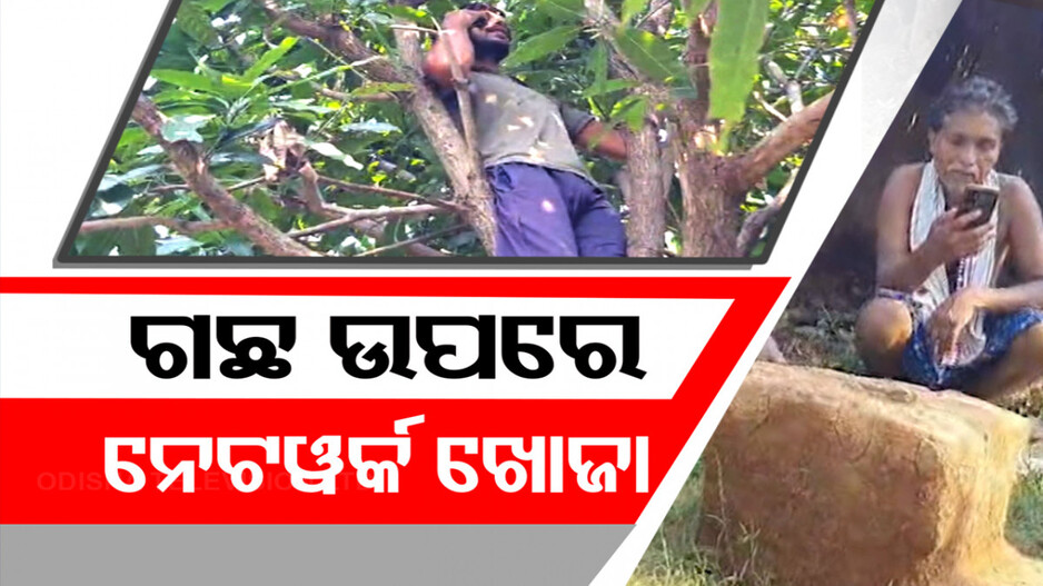 ଗଛ ଉପରେ ନେଟୱର୍କ ଖୋଜା