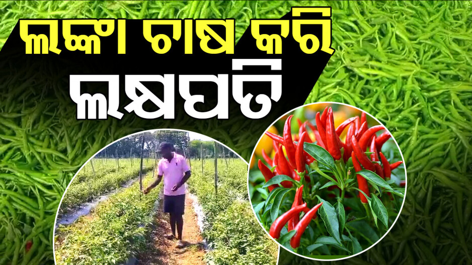 ଲଙ୍କା ଚାଷ କରି ଲକ୍ଷପତି ହେଲେ ଚାଷୀ