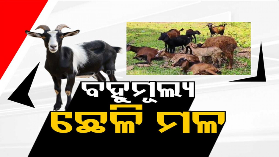 ଚର୍ଚ୍ଚାରେ ରାଇଘରିଆ ଛେଳି