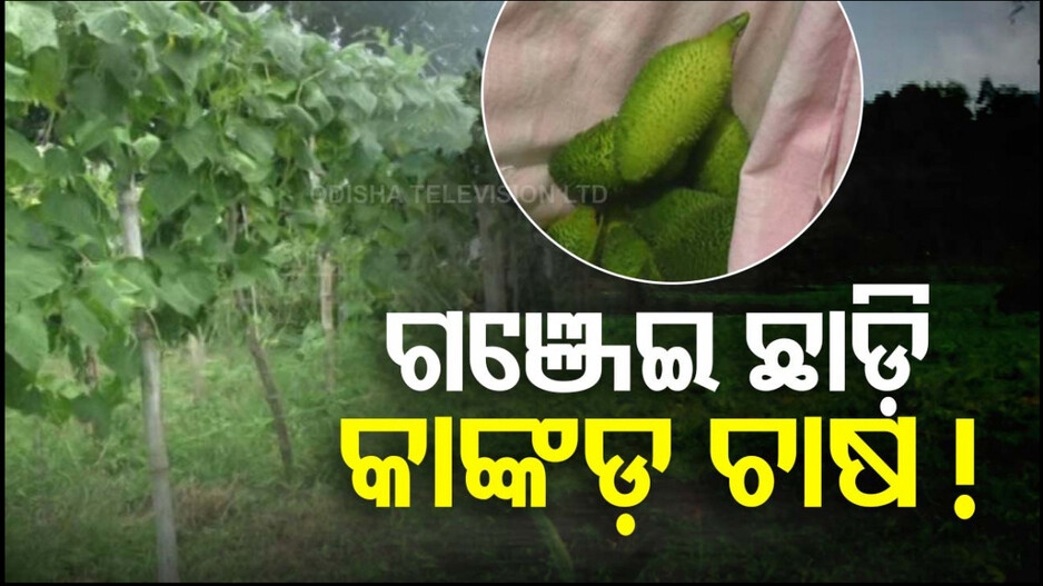 ଆଗରୁ ଗଞ୍ଜେଇ କରୁଥିଲେ ଏବେ କାଙ୍କଡ଼ ଚାଷ, ମାଲେମାଲ ଚାଷୀ..