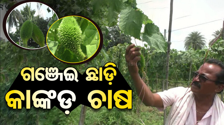 ଗଞ୍ଜେଇ ଛାଡ଼ି କାଙ୍କଡ଼ ଚାଷ