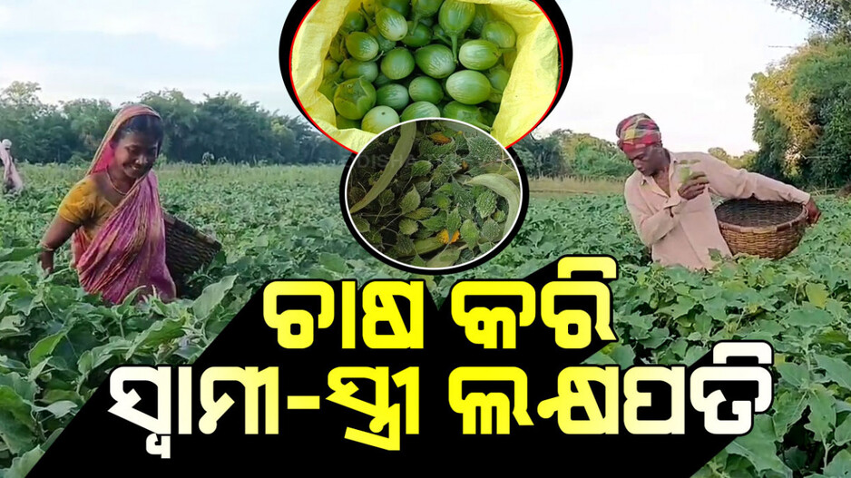 ଚାଷ କରି ସ୍ୱାମୀ ସ୍ତ୍ରୀ ଲକ୍ଷପତି