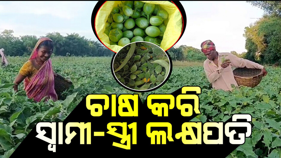 ସ୍ୱାବଲମ୍ୱୀ କଲା ପରିବା ଚାଷ; ଲକ୍ଷପତି ହେଲେ ଦମ୍ପତି, ତୋଳିଲେ ସ୍ୱପ୍ନର ଘର