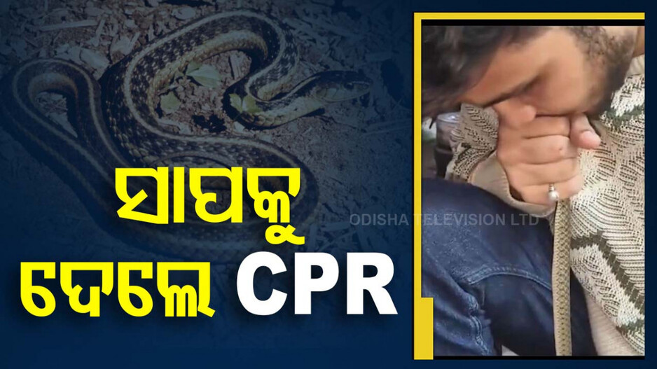 Video Viral: ସାପକୁ ପାଟିରେ ଲଗାଇ CPR ଦେଲେ ଯୁବକ
