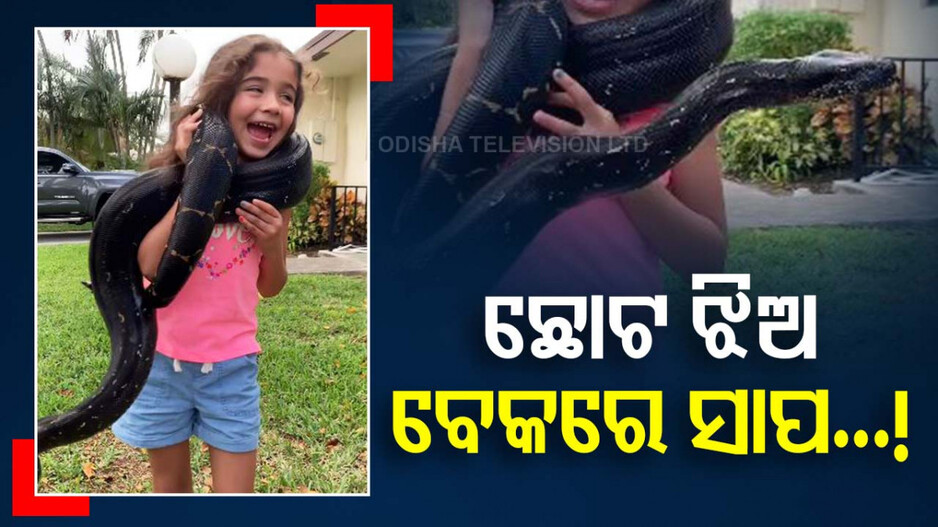  Video: ଆଶ୍ଚର୍ଯ୍ୟ ! ଛୋଟ ଝିଅ ବେକରେ ବିଶାଳ ସାପ; ଦେଖିଲେ କହିବେ...!