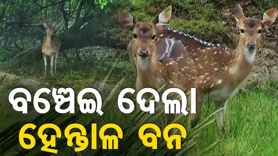 ହେନ୍ତାଳ ବଣ କମାଇଲା ବିପତ୍ତି-କ୍ଷୟକ୍ଷତି, ସୁରକ୍ଷିତ ଅଛନ୍ତି ଜୀବଜନ୍ତୁ: ବନ୍ୟପ୍ରାଣୀ ପିସିସିଏଫ୍