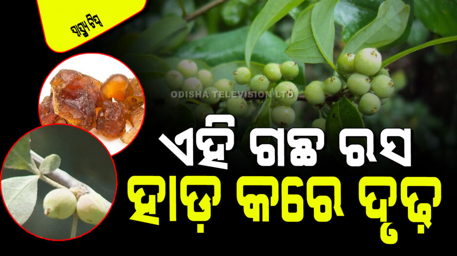 Health Tips: ଥଣ୍ଡା, କାଶ ଏବଂ ଗଳା ଯନ୍ତ୍ରଣାରୁ ମୁକ୍ତି ଦିଏ ଏହି ଅମୂଲ୍ୟ ଗଛ
