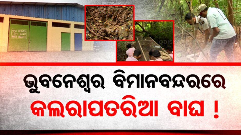 ଭୁବନେଶ୍ୱର ଏୟାରପୋର୍ଟରେ ବାଘ ଆତଙ୍କ; ଖୋଜି ପାଉନି ବନବିଭାଗ