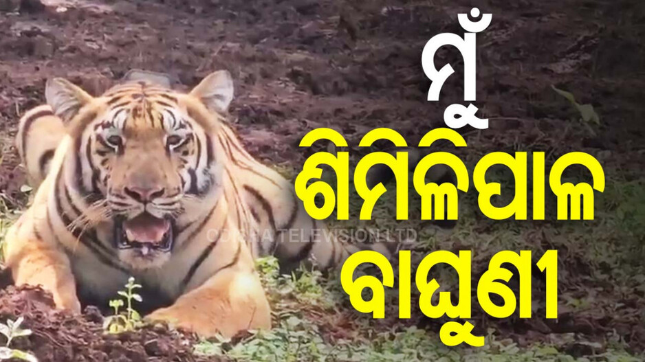 ଶିମିଳିପାଳରେ ମହାରାଷ୍ଟ୍ର ମହାବଳ, ତଡ଼ବା ଅନ୍ଧାରୀ ଅଭୟାରଣ୍ୟରୁ ଆସିଲା