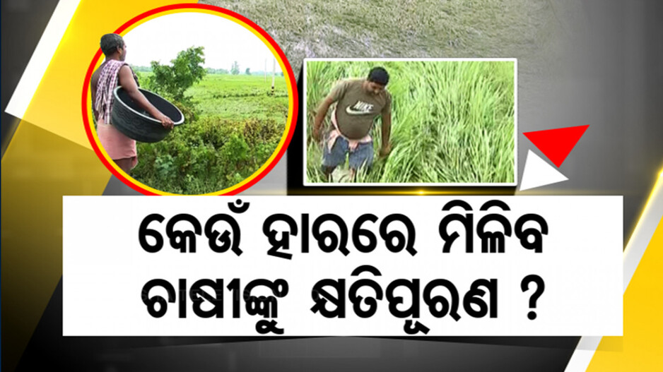ବାତ୍ୟା ପ୍ରଭାବିତ ଅଞ୍ଚଳର ଚାଷୀଙ୍କ ଦ୍ବନ୍ଦ; କେଉଁ ହାରରେ ମିଳିବ ଧାନ ଫସଲର କ୍ଷତି ପୂରଣ ?