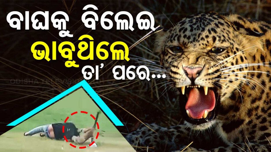 Leopard Attack In Madhya Pradesh: ବାଘ ସହ ଖେଳିବା ପଡ଼ିଲା ମହଙ୍ଗା; ମାଡ଼ି ଆସିଲା, ରକ୍ତାକ୍ତ କଲା...
