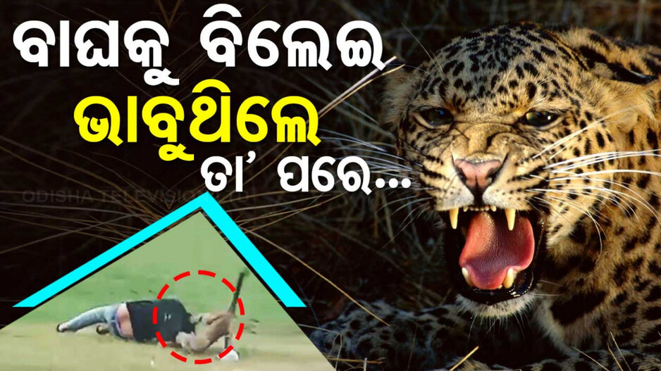 ବାଘକୁ ବିଲେଇ ଭାବୁଥିଲେ..ତା..ପରେ....