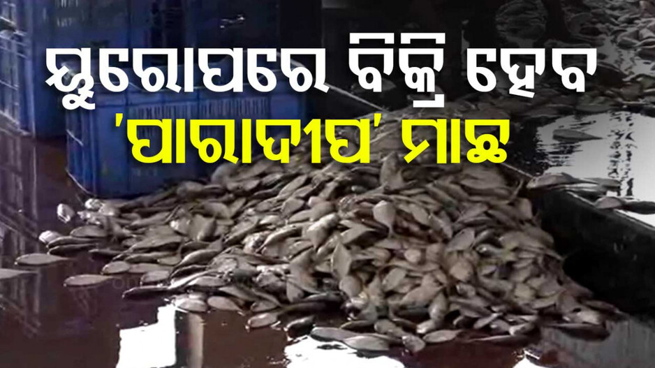 ୟୁରୋପ ଯିବ ପାରାଦୀପ ମାଛ, ବିଦେଶରେ ବିକ୍ରି ହେବ ‘ପାରାଦୀପ ବ୍ରାଣ୍ଡ’ ମାଛ