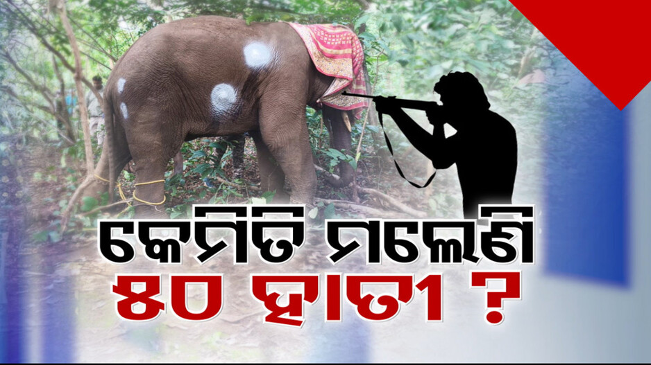 ଆଠଗଡ଼ ବନାଞ୍ଚଳରେ ପୁଣି ସକ୍ରିୟ ହେଲେଣି କି ହାତୀ ଶିକାରୀ ?