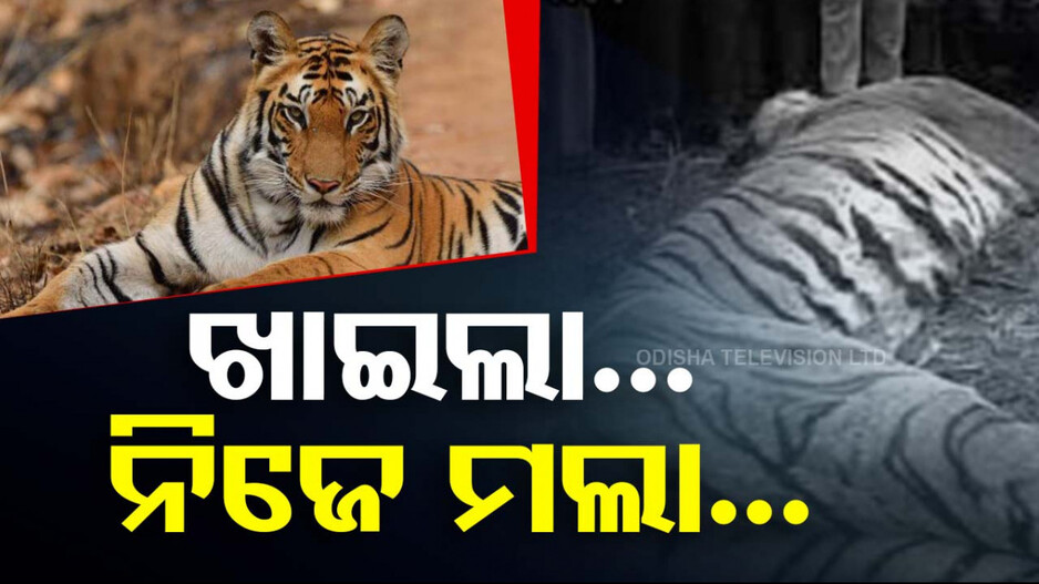 Rajasthan Tiger Attack: ଗାଁ ଲୋକଙ୍କ ବର୍ବର କାଣ୍ତ; ବାଘକୁ ପିଟିପିଟି ମାରି ଦେଲେ...