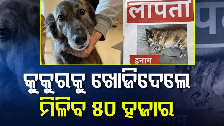 Reward For Information On Missing Pet Dog: ସୋସିଆଲ ମିଡିଆରେ ଦମ୍ପତିଙ୍କ ନିବେଦନ, କୁକୁର ଖୋଜି ଆଣିଲେ ଦେବେ ୫୦ ହଜାର