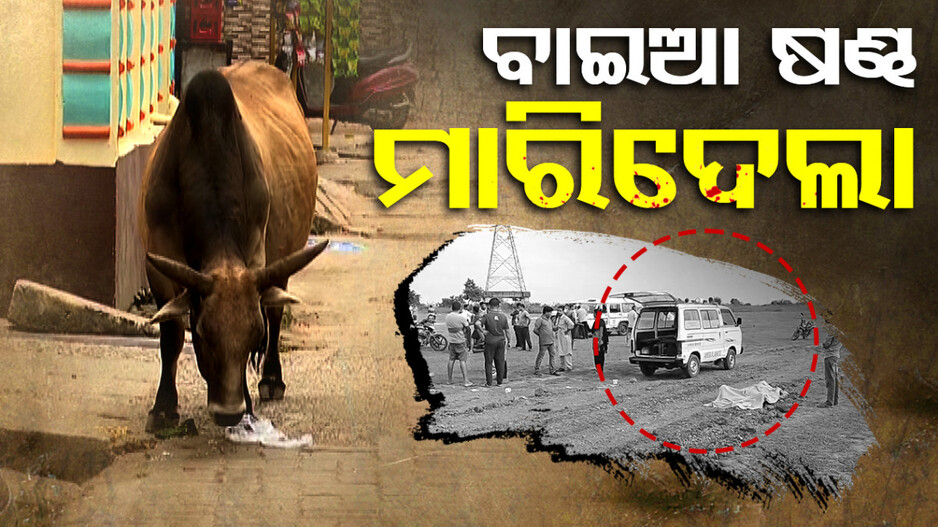 ବାଇଆ ଷଣ୍ଢ ମାରିଦେଲା