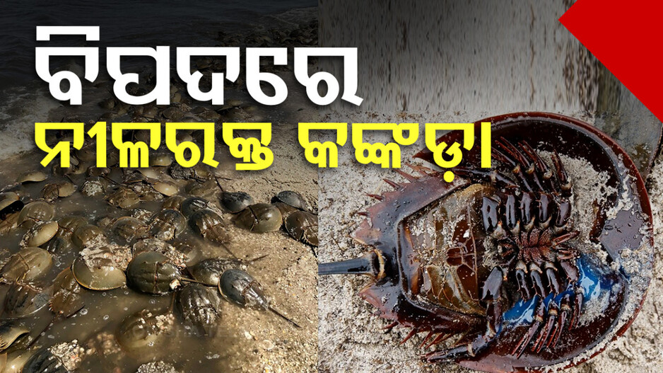 Horseshoe Crabs: ସଙ୍କଟରେ ନୀଳରକ୍ତ କଙ୍କଡ଼ା; ବଂଶ ବୃଦ୍ଧିରେ ବାଧା ବଢାଇଲା ଚିନ୍ତା
