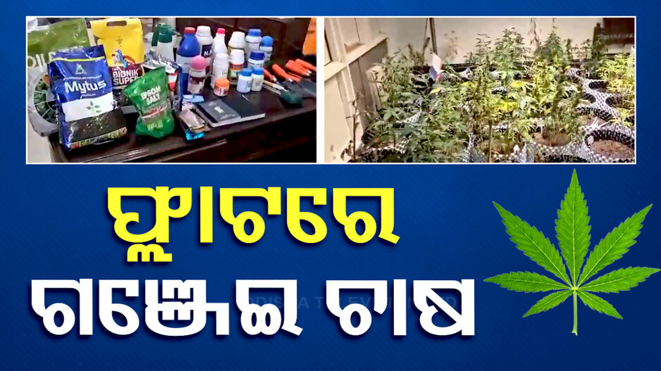Ganja Seized In Noida: ଫ୍ଲାଟରେ ଚାଲିଥିଲା ଗଞ୍ଜେଇ ଚାଷ, ଡାର୍କ ୱେବ୍ ମାଧ୍ୟମରେ କରୁଥିଲେ ସପ୍ଲାଏ...