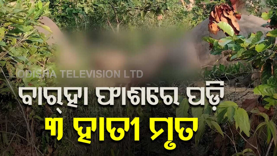 Elephant Death: ପୁଣି ବଳି ପଡ଼ିଲେ ହାତୀ; ବାର୍‌ହା ଫାଶରେ ଗଲା ୩ ହାତୀଙ୍କ ଜୀବନ