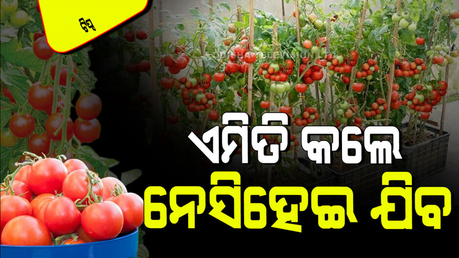 Tips and Tricks: ଛାତରେ ଟମାଟୋ ଚାଷ କରି ଅଧିକ ଫଳ ପାଇବାକୁ ଚାହୁଁଛନ୍ତି କି… ଜାଣନ୍ତୁ ଏହି ଦେଶୀ ଟିପ୍ସ