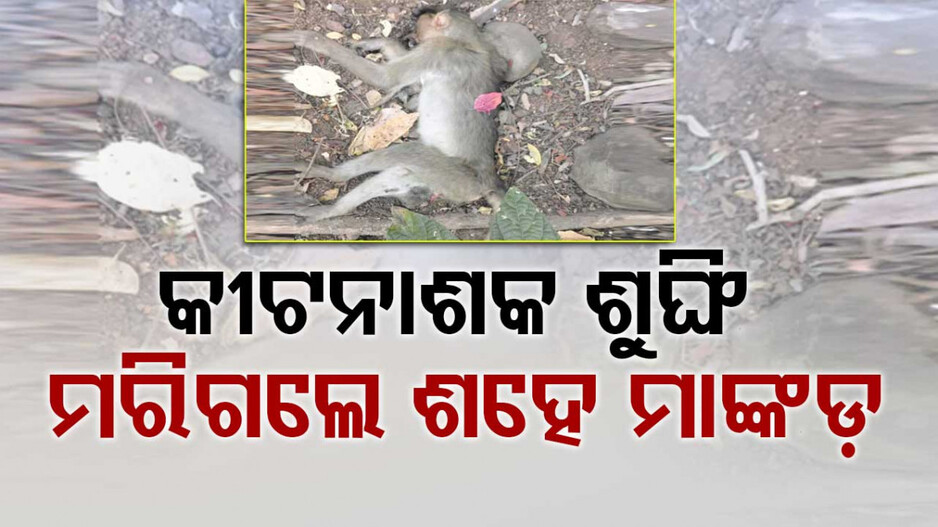 Monkey Death:କୀଟନାଶକ ଶୁଙ୍ଘି ମରିଗଲେ ଶହେ ମାଙ୍କଡ, ପୋଲିସର ଛାନଭିନ୍