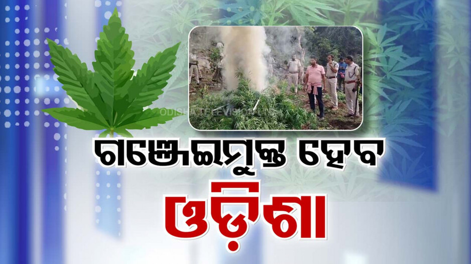 Ganja Cultivation: ସମୂଳେ ଧ୍ୱଂସ ହେବ ନୀଳ ଜହର! ଗଞ୍ଜେଇ ମୁକ୍ତ ପାଇଁ ଆକ୍ସନ ମୋଡ୍‌ରେ ପୋଲିସ୍