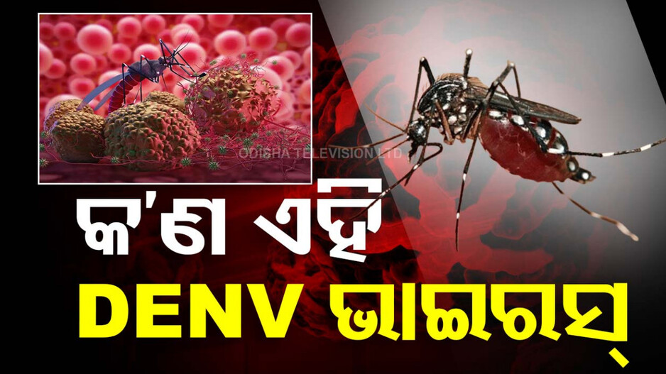 Dengue Fever: ଡେଙ୍ଗୁ ନୁହେଁ 'ଡେଙ୍ଗି'; ଜାଣନ୍ତୁ କାହିଁକି ହୁଏ ଡେଙ୍ଗିଜ୍ୱର, କେମିତି କରିବେ ନିରାକରଣ