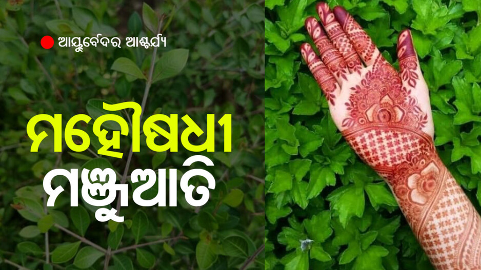 Hair Care Tips: ବନ୍ଦ ହୋଇଯିବ କେଶ ଉପୁଡ଼ିବା ଓ ପାଚିବା, ଗାଏବ୍ ହୋଇଯିବ ରୁପି