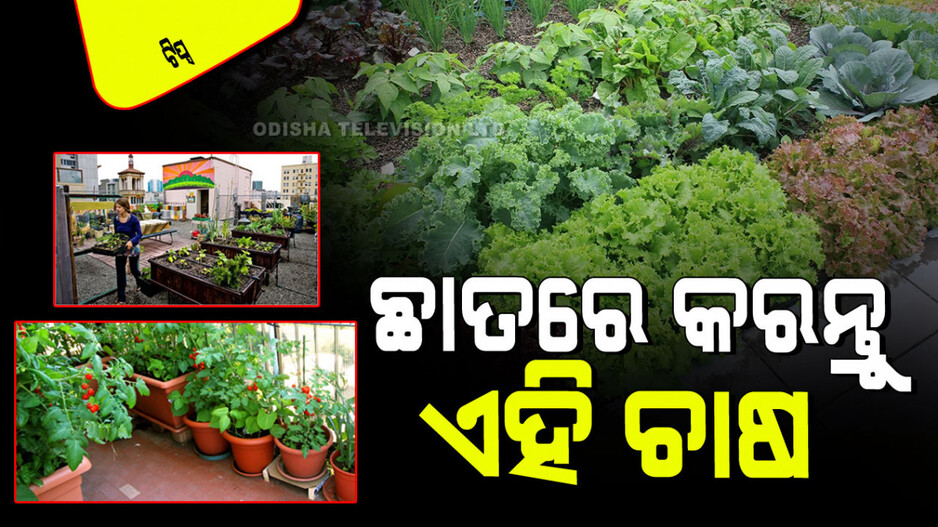 Tips And Tricks: ଛାତରେ କରୁଛନ୍ତି କି ଚାଷ… ଜାଣନ୍ତୁ ବିନା ସାରରେ କିପରି ପାଇବେ ଅଧିକ ଉତ୍ପାଦନ