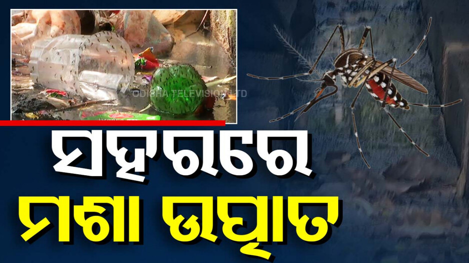 Mosquito Population: ଘରେ ବାହାରେ ସାଲୁବାଲୁ ମଶା! ଦିନ ହେଉ କି ରାତି, ମଶା ଉତ୍ପାତରେ ଅତିଷ୍ଠ ଲୋକେ