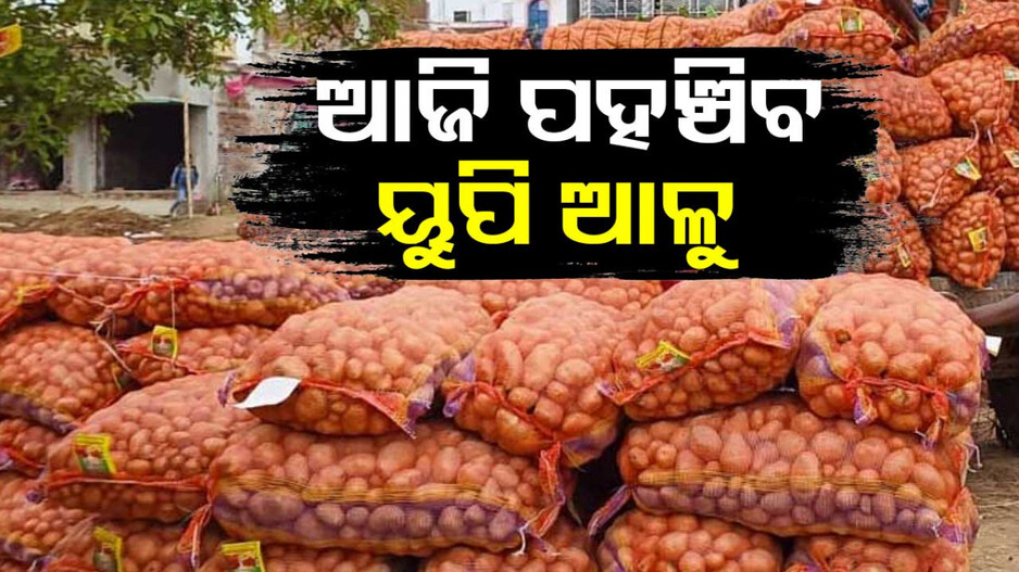 Potato Price Hike: କମିବ ଆଳୁ ଦର ! ଆଜି ଓଡ଼ିଶାରେ ପହଞ୍ଚିବ ୟୁପି ଆଳୁ