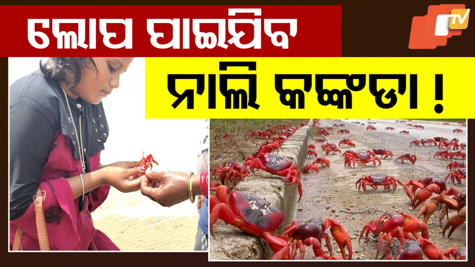 Red Crabs: ବେଳାଭୂମିରେ ଆଉ ଦିଶିବନି ନାଲି କଙ୍କଡ଼ାଙ୍କ ଲୁଚକାଳି ଖେଳ !