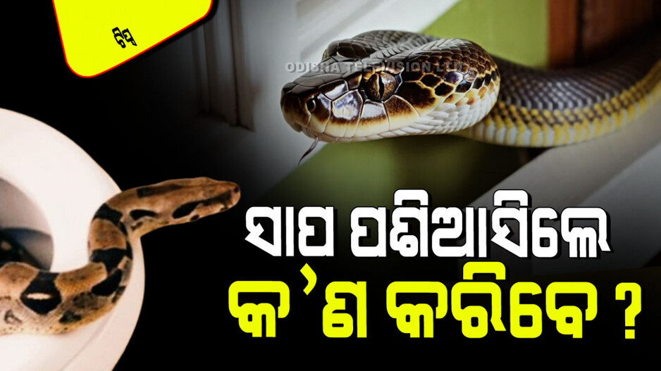 Snake Avoid Tips: ଘରକୁ ସାପ ପଶିଆସୁଛି କି; ଡରନ୍ତୁ ନାହିଁ… ଏହି ଶସ୍ତା ଜିନିଷ ବ୍ୟବହାର କରନ୍ତୁ, ଆସିବେ ନାହିଁ