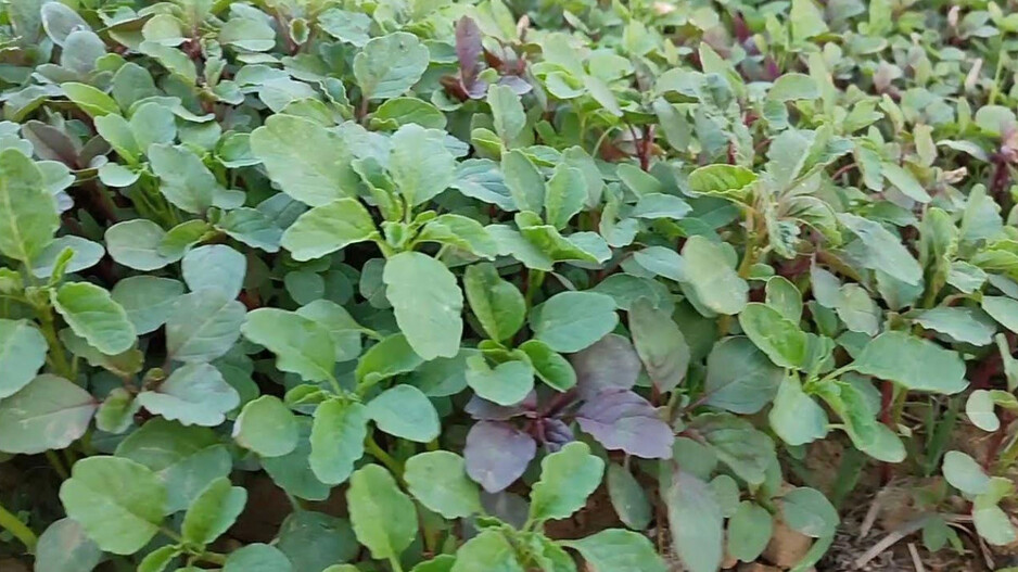 Health Tips: ରୋଗ ପ୍ରତିରୋଧକ ଶକ୍ତି ବଢାଇଥାଏ ଏହି ଶାଗ; ରହିଛି ଆହୁରି ଅନେକ ଗୁଣ
