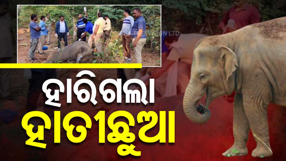Elephant Calf Dies: ବିସ୍ଫୋରଣରେ ଛିଡ଼ି ଯାଇଥିଲା ପାଟି, ଭୋଗୁଥିଲା ଯନ୍ତ୍ରଣା! ହେଲେ ହାରିଗଲା ..