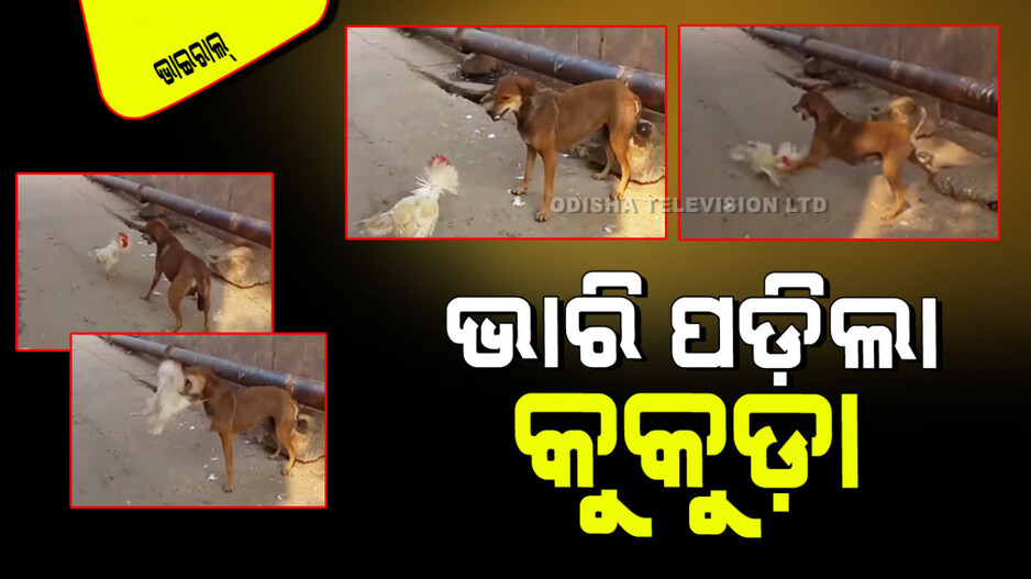 Viral Video: କୁକୁର-କୁକୁଡା ଭିତରେ ହେଲା ଘମାଘୋଟ ଲଢେଇ; ଭୟରେ ଦୌଡି ପଳେଇଲା କୁକୁର