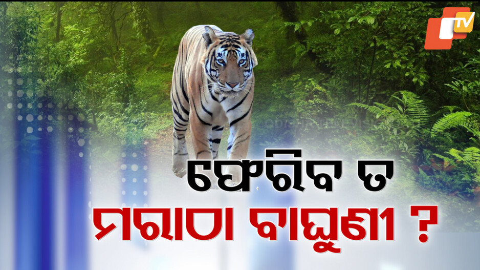 ଶିମିଳିପାଳ ପାଇଁ ଆସିଲା, ଝାଡ଼ଖଣ୍ଡ ପଳାଇଲା !